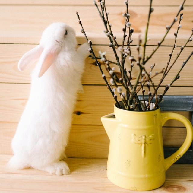 飼い主が大好きなうさぎ